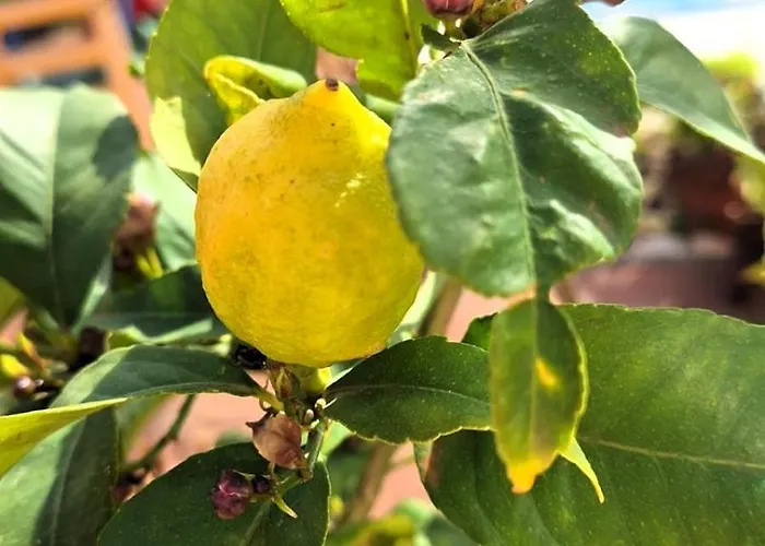 Family Friendly Oros Medulin, With Pool, Ggd Apartman Medulin